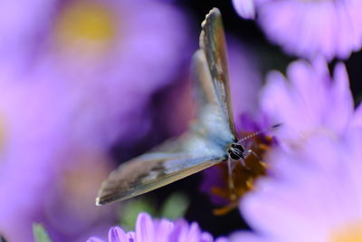 Close-up of insect on purple flower