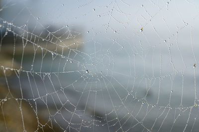 Full frame shot of wet spider web