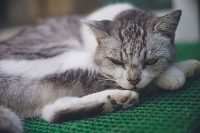 Close-up of cat sleeping