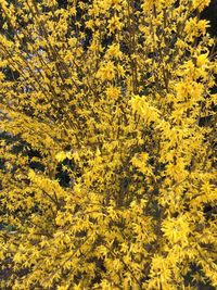 High angle view of yellow flowering plants on field