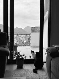 Cat sitting on table by window