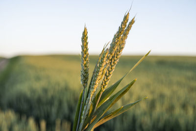 Close-up of wheat growing on field against clear sky