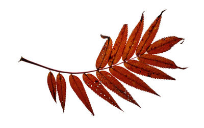 leaf