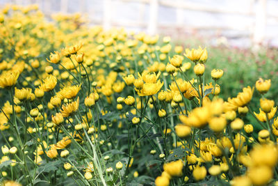 Close-up of yellow flowers on field