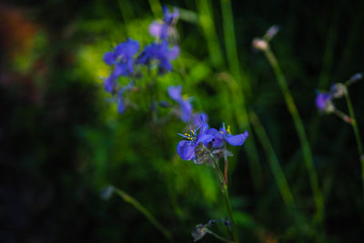 Close-up of purple flowering plant on field