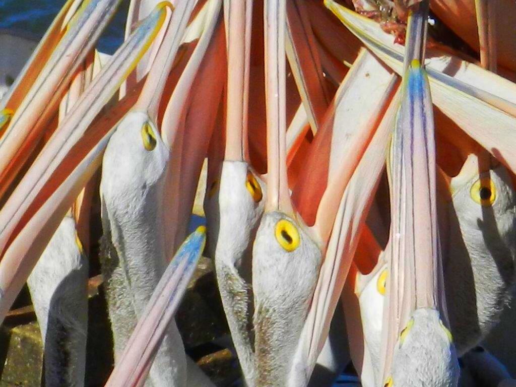 CLOSE-UP OF FISH IN AQUARIUM