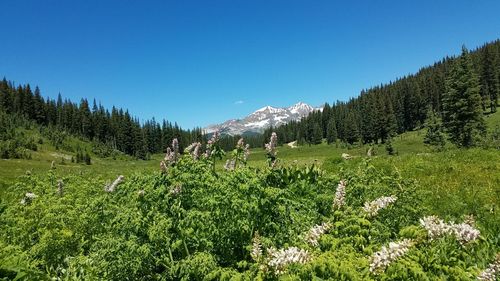 Plants growing on land against clear blue sky