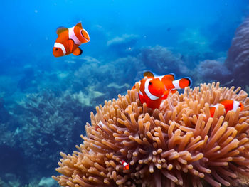 Beautiful underwater indonesian. nemo fish