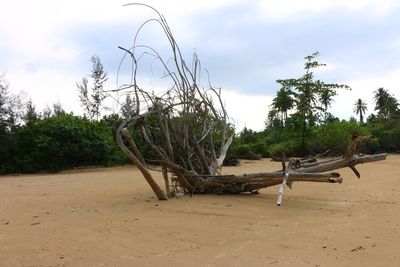 Trees on beach against sky