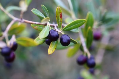 Close-up of berries growing on plant