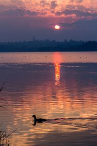 Silhouette swan swimming in sea against sky during sunset