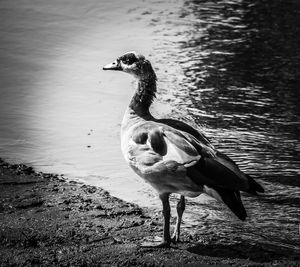 View of bird on lakeshore