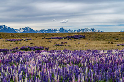 Scenic view of flowering plants on land against cloudy sky