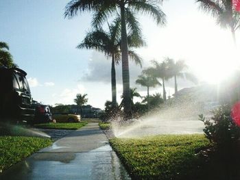 Sun shining through palm trees