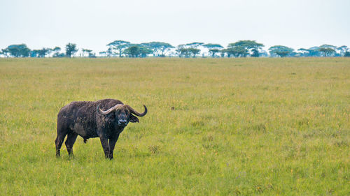 African cape buffalo, africa