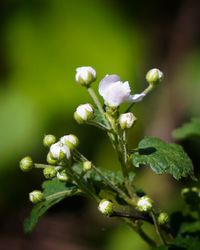 Close-up of flower bud