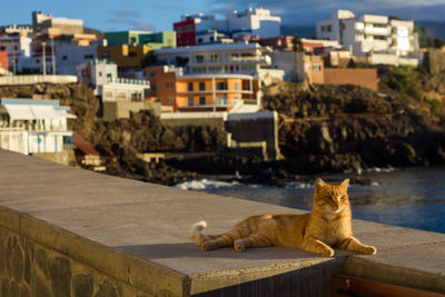 Ginger cat next to sardina beach, gáldar. gran canaria.