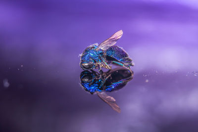 Close-up of jellyfish swimming in water