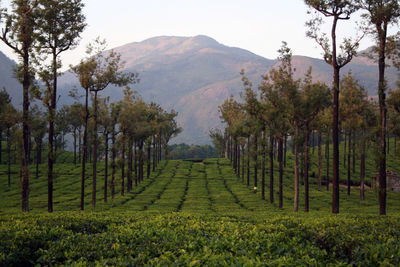 Scenic view of farm against sky