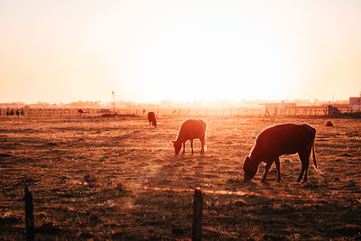 Horses on field against clear sky during sunset