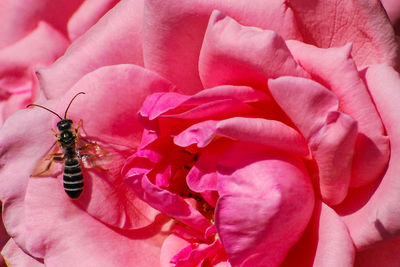 Close-up of insect on pink flower