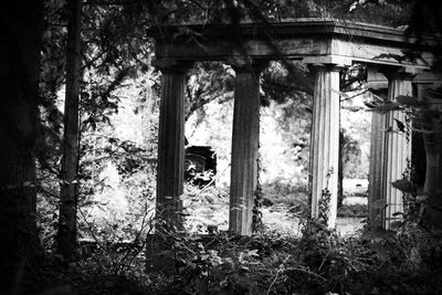 Plants growing on old abandoned building