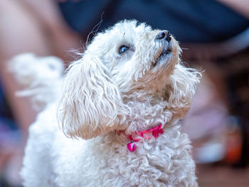 Close-up of dog looking away