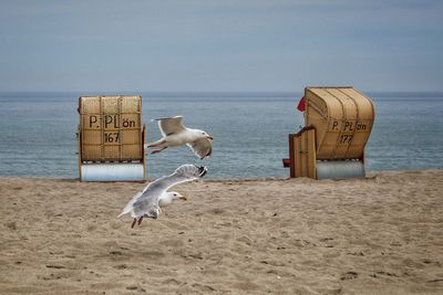 View of seagulls on beach