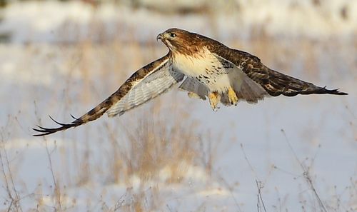 Close-up of eagle flying