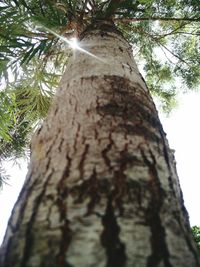 Low angle view of tree trunk