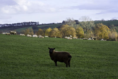 Sheep in a field