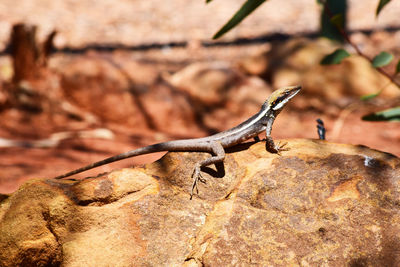 Close-up of lizard on rock