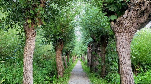 Footpath amidst trees in forest