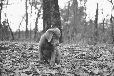 Portrait of labrador retriever puppy carrying autumn leaves in mouth