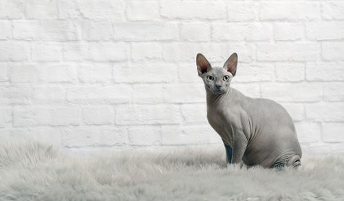 Grey sphynx cat sit on a fur blanket and look at camera.