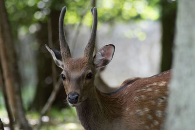 Close-up portrait of deer