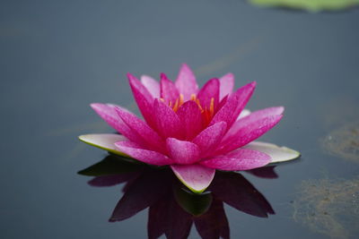 Close-up of water lily in lake