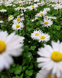 Close-up of white daisy flowers
