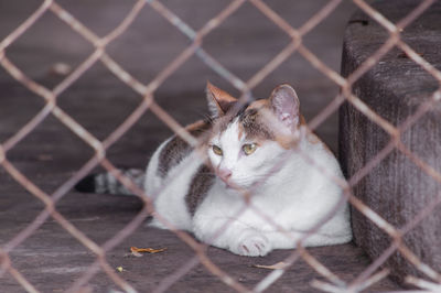 Portrait of cat on chainlink fence