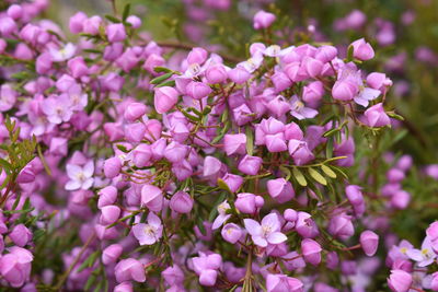 Close-up of pink flowering plants