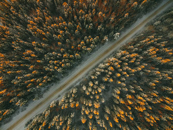 Aerial view of road amidst trees