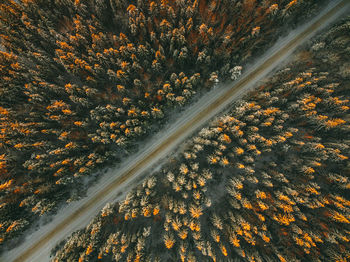 Aerial view of road amidst trees