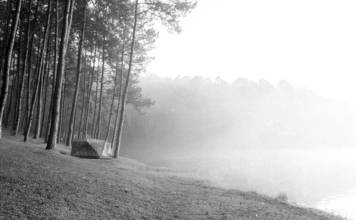 Scenic view of foggy forest against sky