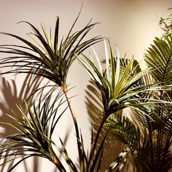 Close-up of palm tree against sky