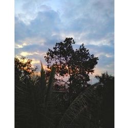 Trees against cloudy sky at sunset