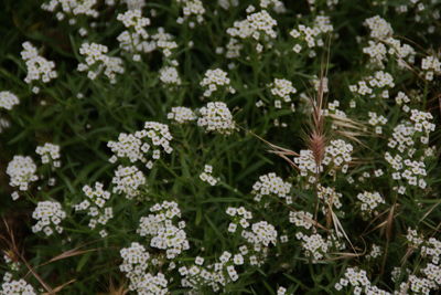 Close-up of flowers blooming outdoors