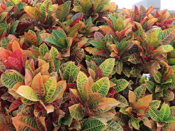 High angle view of succulent plant