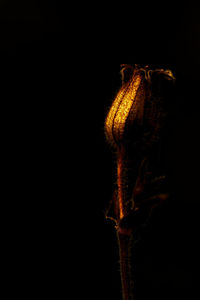 Close-up of insect against black background