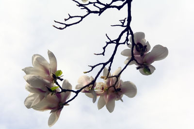Low angle view of cherry blossom against sky
