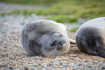 Seals relaxing on ground